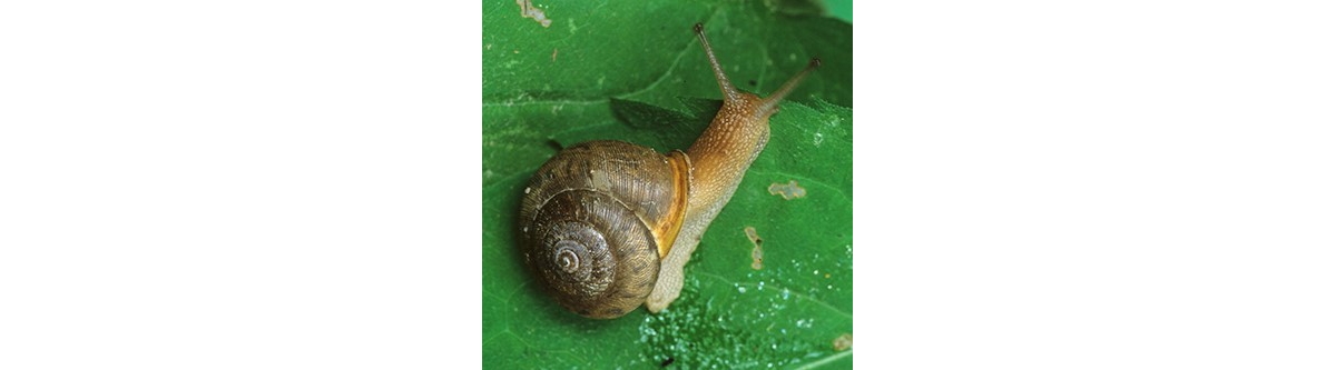 Wild About Illinois Land Snails and Slugs!