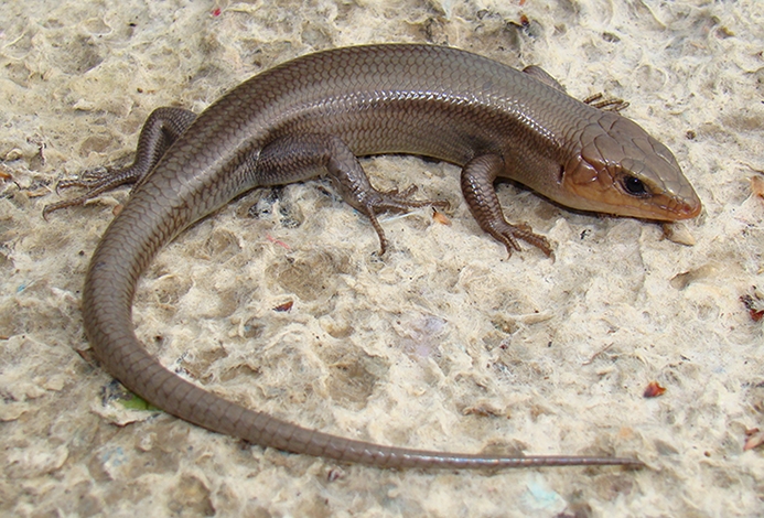 broad-headed skink