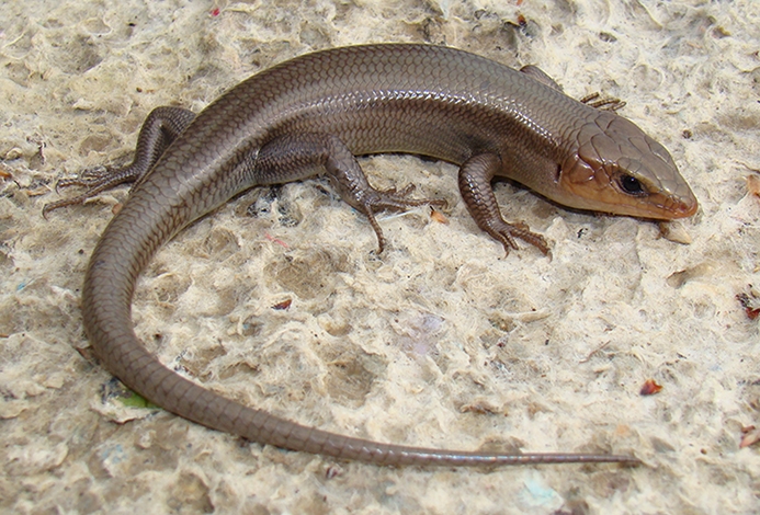 WALZBroadheadedSkink-BG.jpg