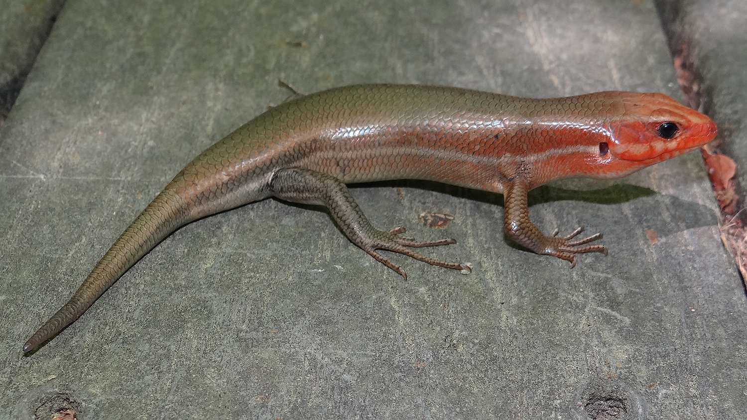 broad-headed skink male