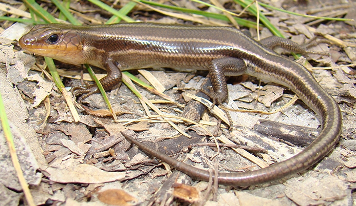 common five-lined skink