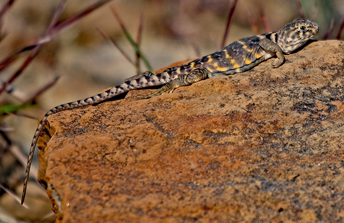 WALZEasternCollaredLizard-DWB.jpg