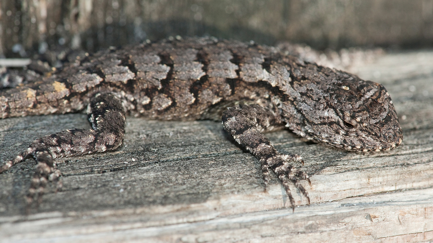 Eastern Fence Lizard