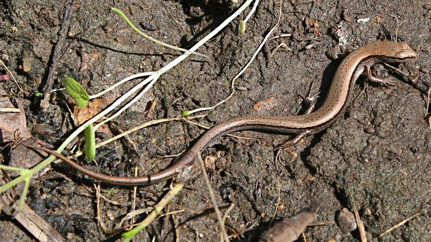 little brown skink