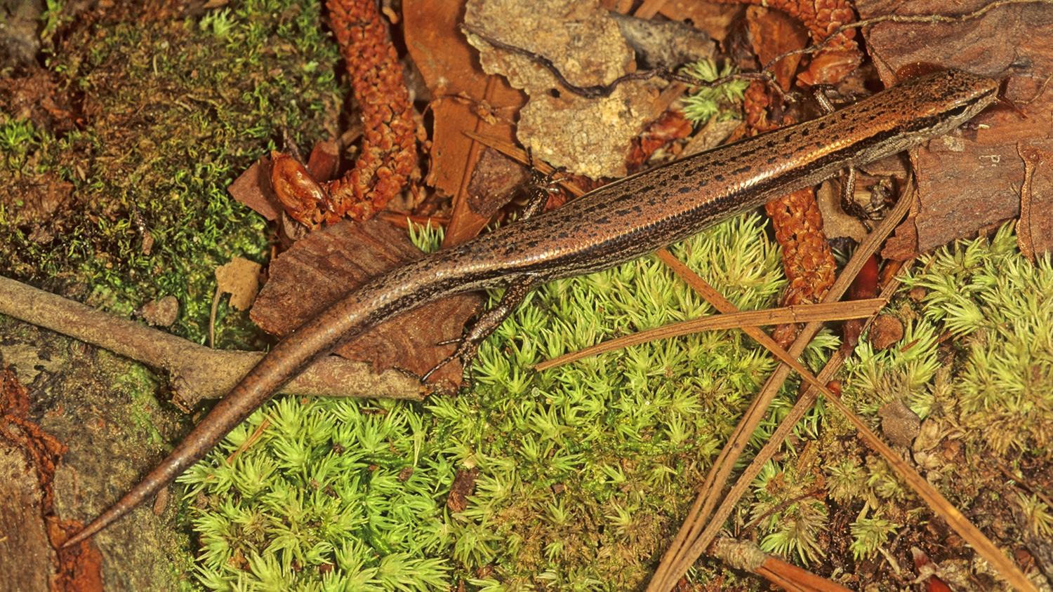 Scincella lateralis - GROUND SKINK