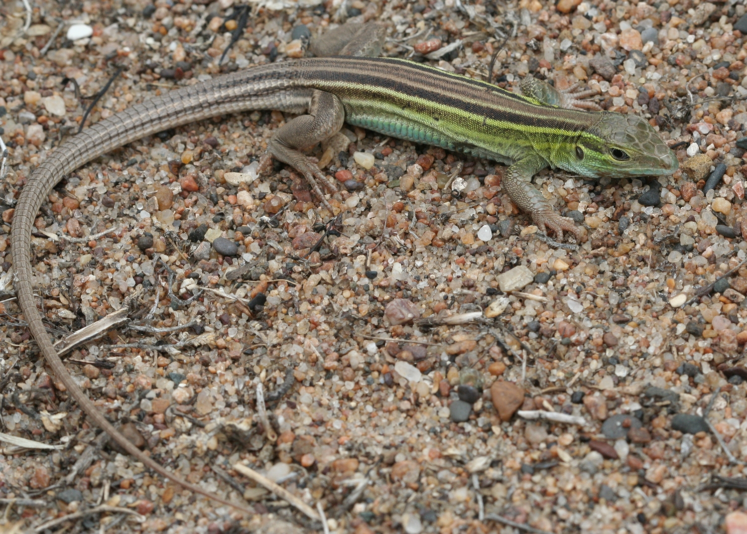 six-lined racerunner adult