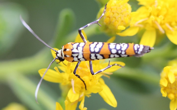 WAMBAilanthusWebwormMoth-JB.jpg