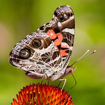 WAMBAmericanPaintedLady2-MKR.jpg