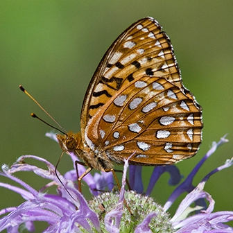 WAMBAphroditeFritillary2-MKR.jpg