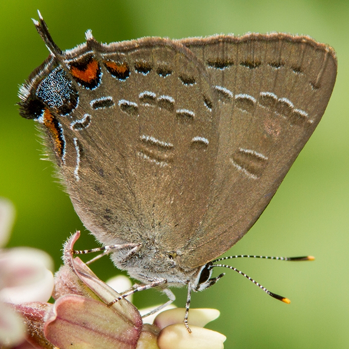 WAMBBandedHairstreak-MKR.jpg