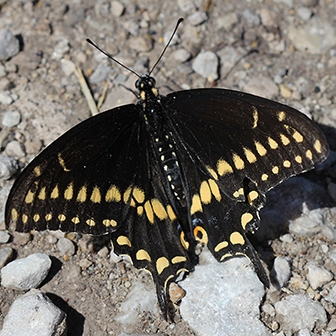 WAMBBlackSwallowtail1-JB.JPG