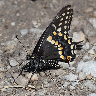 WAMBBlackSwallowtail2-JB.JPG