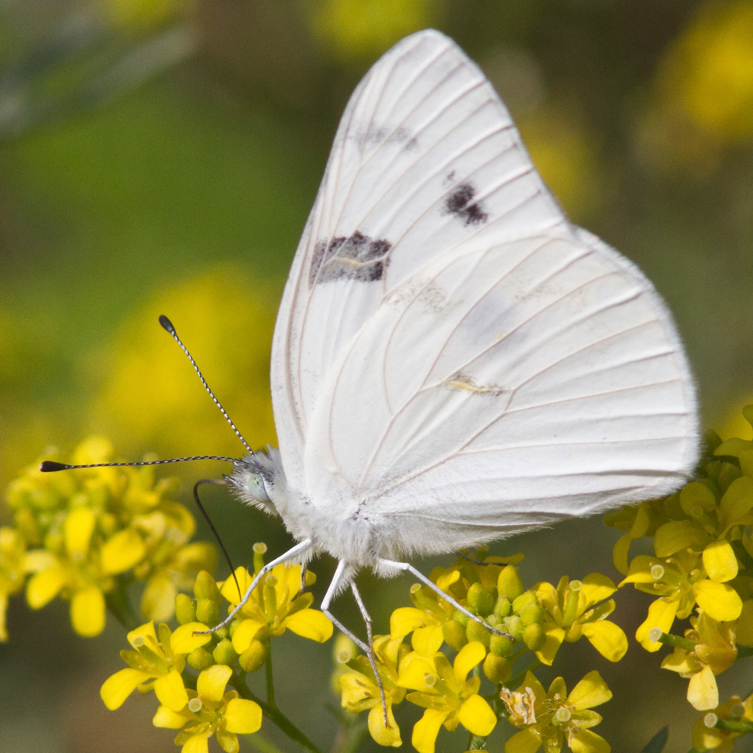 Checkered White male