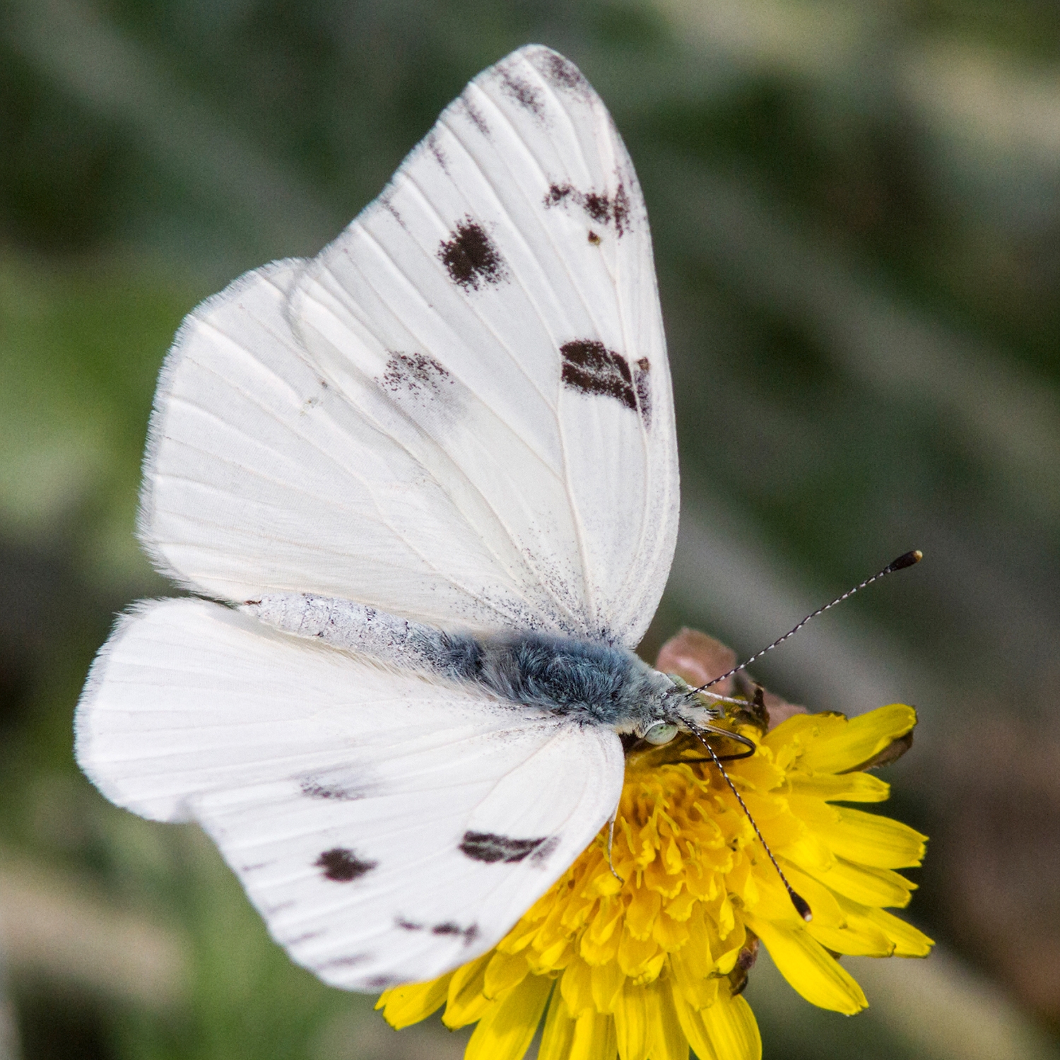Checkered White male