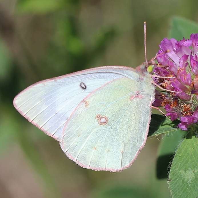 WAMBCloudedSulphur-JB.JPG