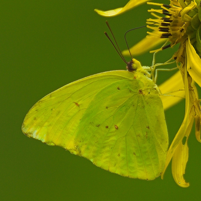 WAMBCloudlessSulphur-DWB.jpg