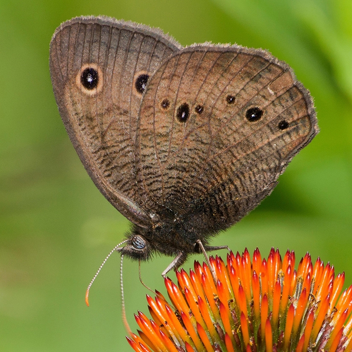 common wood nymph