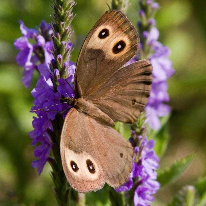 common wood nymph