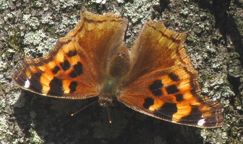 WAMBComptonTortoiseshell-CF.jpg