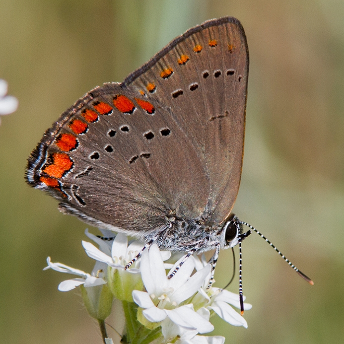 Coral Hairstreak