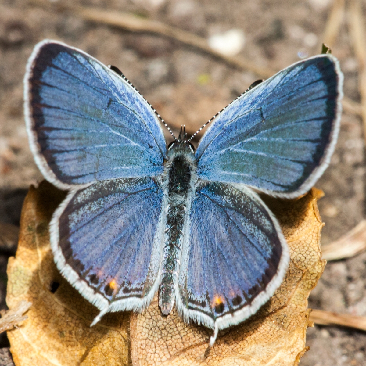 eastern tailed blue, image size:1200x1200