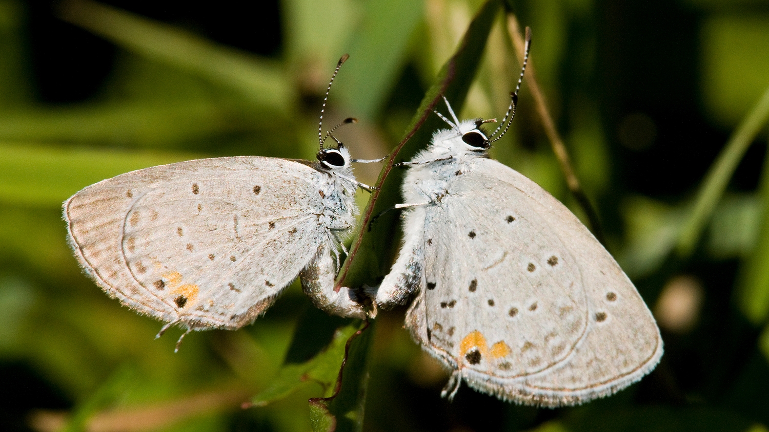 eastern tailed blue mating pair