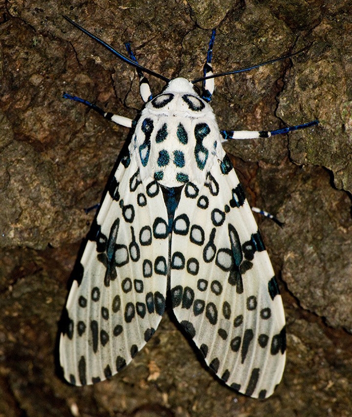 WAMBGiantLeopardMoth-MKR.jpg