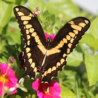 giant swallowtail (Papilio cresphontes) Photos © Illinois Department of Natural Resources
