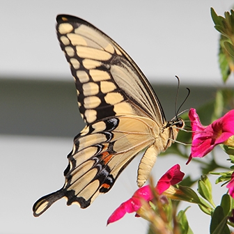 giant swallowtail (Papilio cresphontes) Photos © Illinois Department of Natural Resources