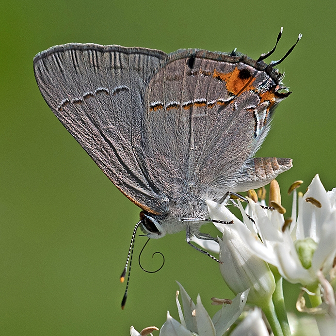 WAMBGrayHairstreak-DWB.jpg