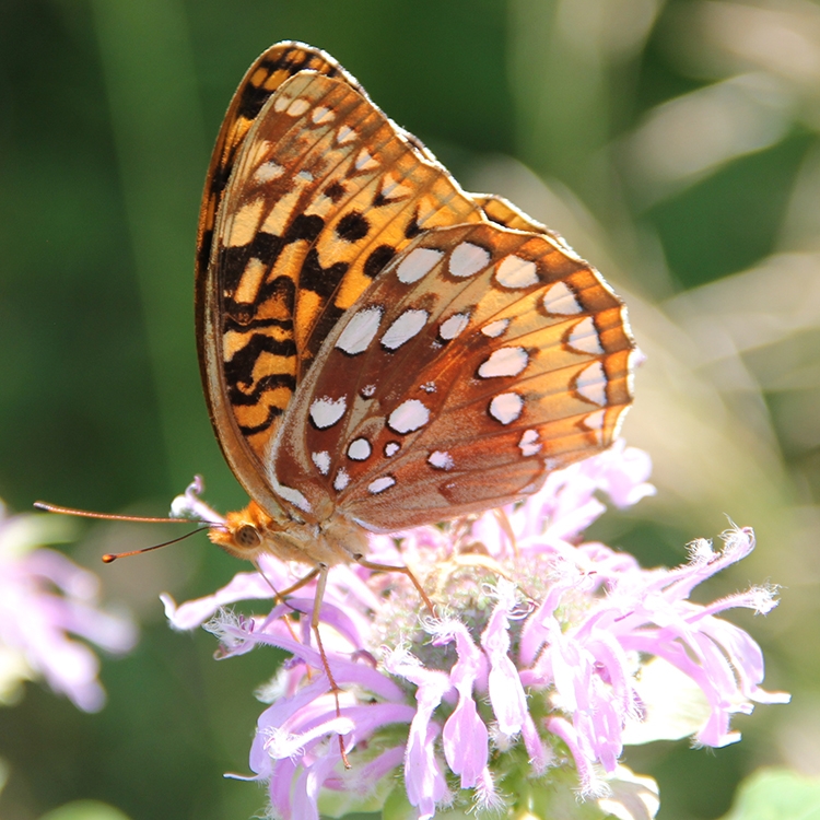 WAMBGreatSpangledFritillary1-JB.JPG