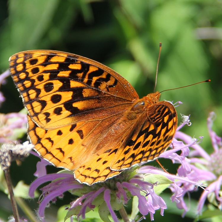 WAMBGreatSpangledFritillary2-JB.JPG