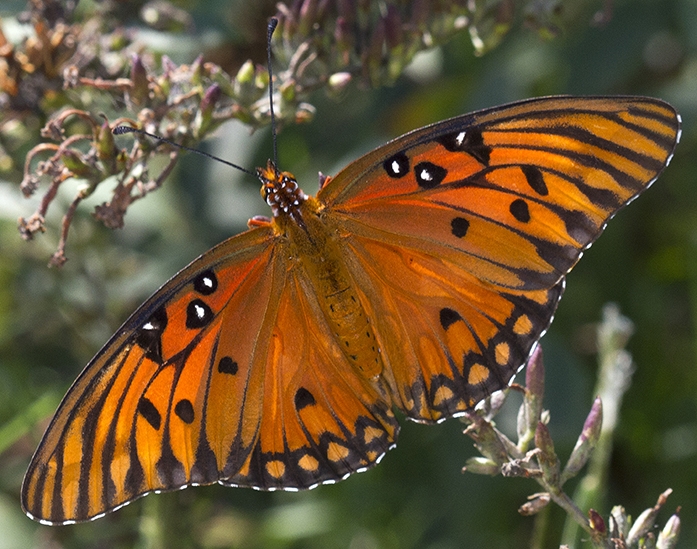 WAMBGulfFritillary-CF.jpg