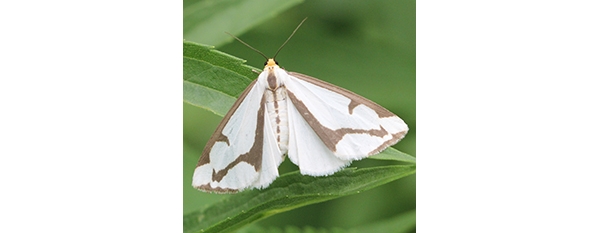 Moth trapping begins in Iowa