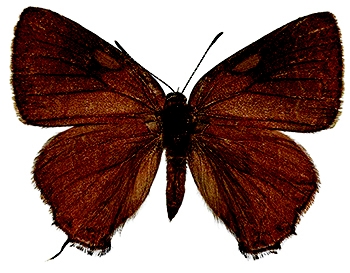 WAMBHickoryHairstreakMaleUpper-MJSP.jpg
