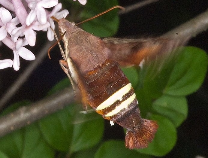 WAMBHummingbirdClearwingMoth-DWB.jpg