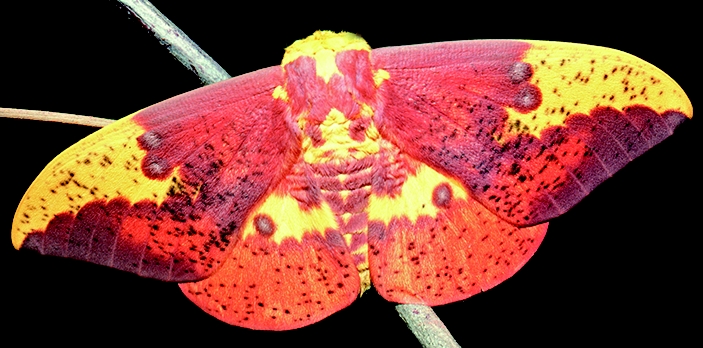 WAMBImperialMothMale-MJSP.jpg