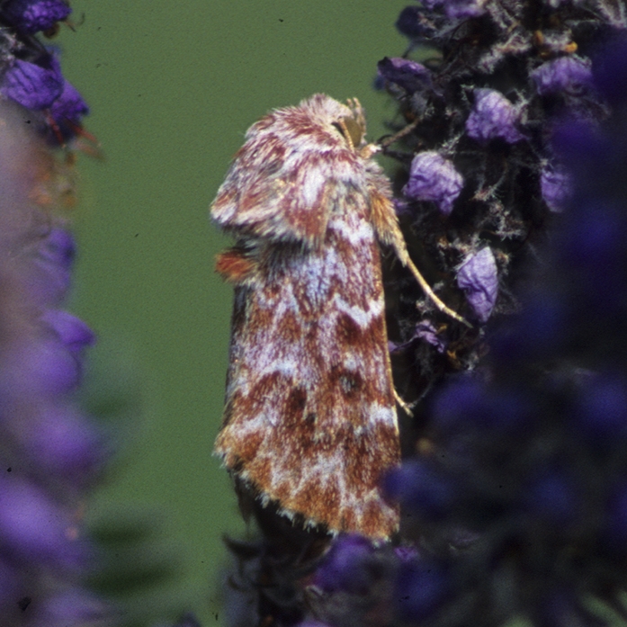 WAMBLeadplantFlowerMoth.jpg