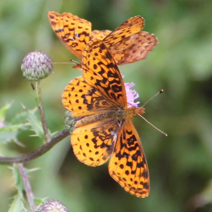 WAMBMeadowFritillary.JPG