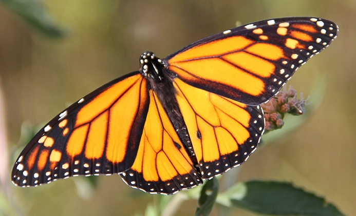 monarch (Danaus plexippus)[male] Photo © Illinois Department of Natural Resources