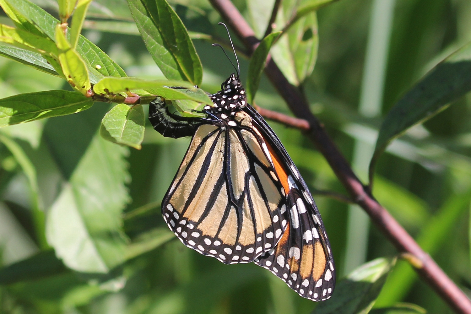 monarch female laying eggs