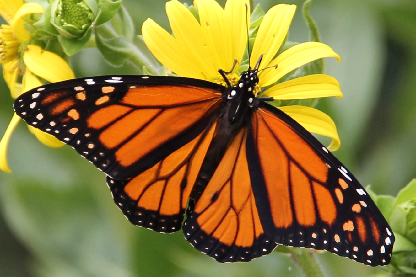 monarch (Danaus plexippus)[male] Photo © Illinois Department of Natural Resources