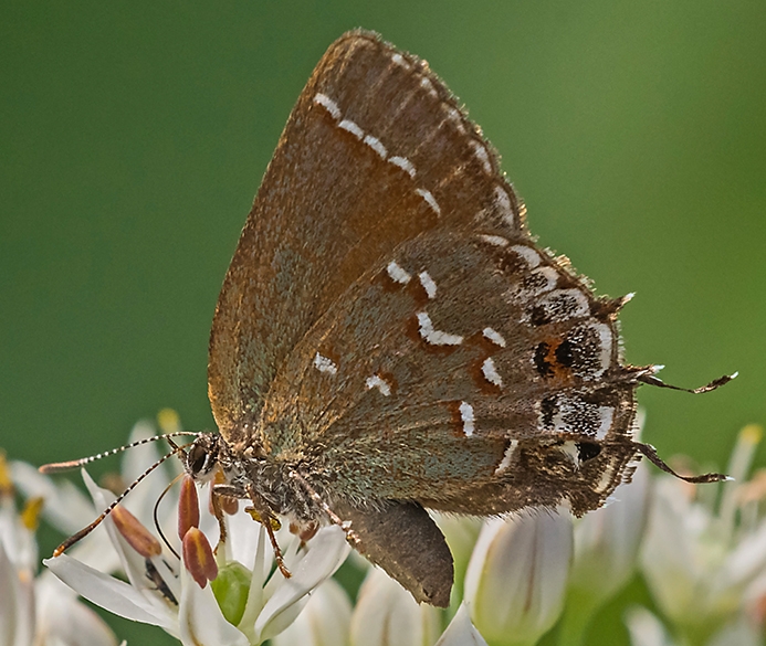 WAMBOliveHairstreak-DWB.jpg