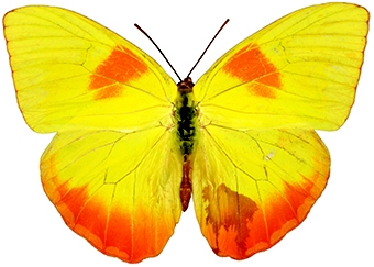 WAMBOrangebarredSulphurMale-MJSP.jpg