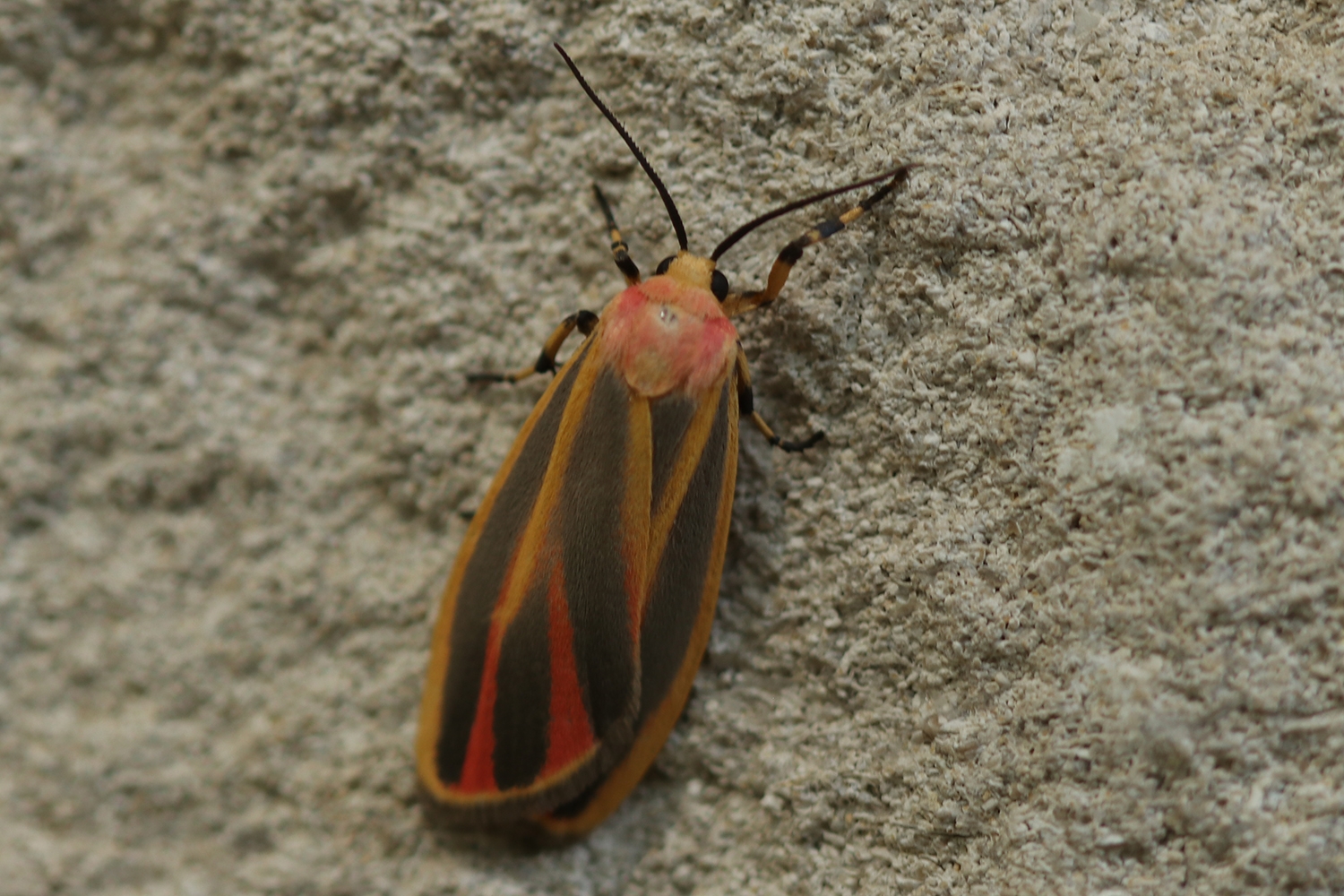 painted lichen moth (Hypoprepia fucosa)