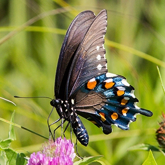 WAMBPipevineSwallowtail2-MKR.jpg