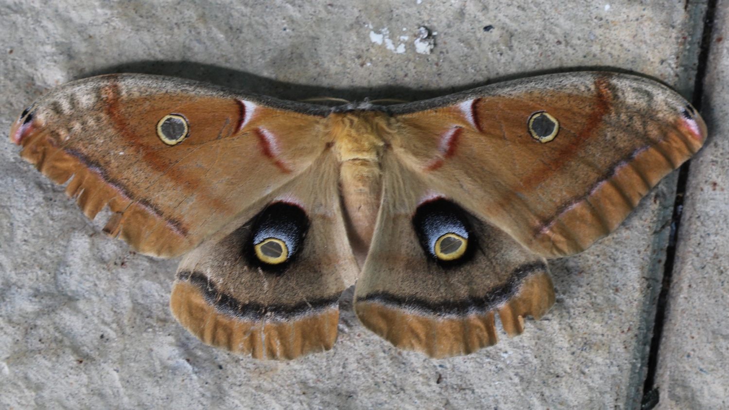 Polyphemus Moth
