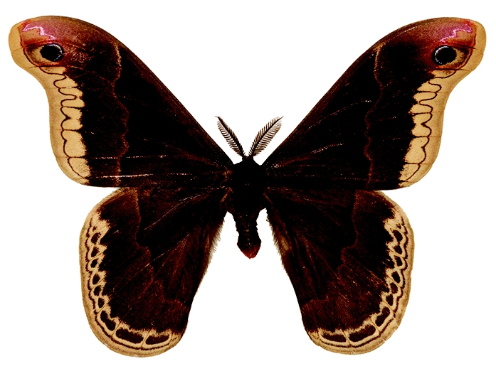 WAMBPrometheaMothMale-MJSP.jpg