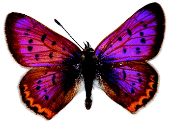 WAMBPurplishCopperMale-MJSP.jpg