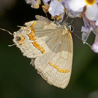 WAMBRedbandedHairstreak-MJ.jpg